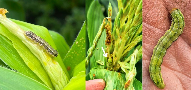Caterpillars feeding on corn tassel.jpg